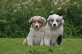 BERGER AUSTRALIEN PUPPIES 830